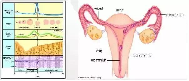 女人生完孩子切除子宫有什么影响,切除子宫后的女人