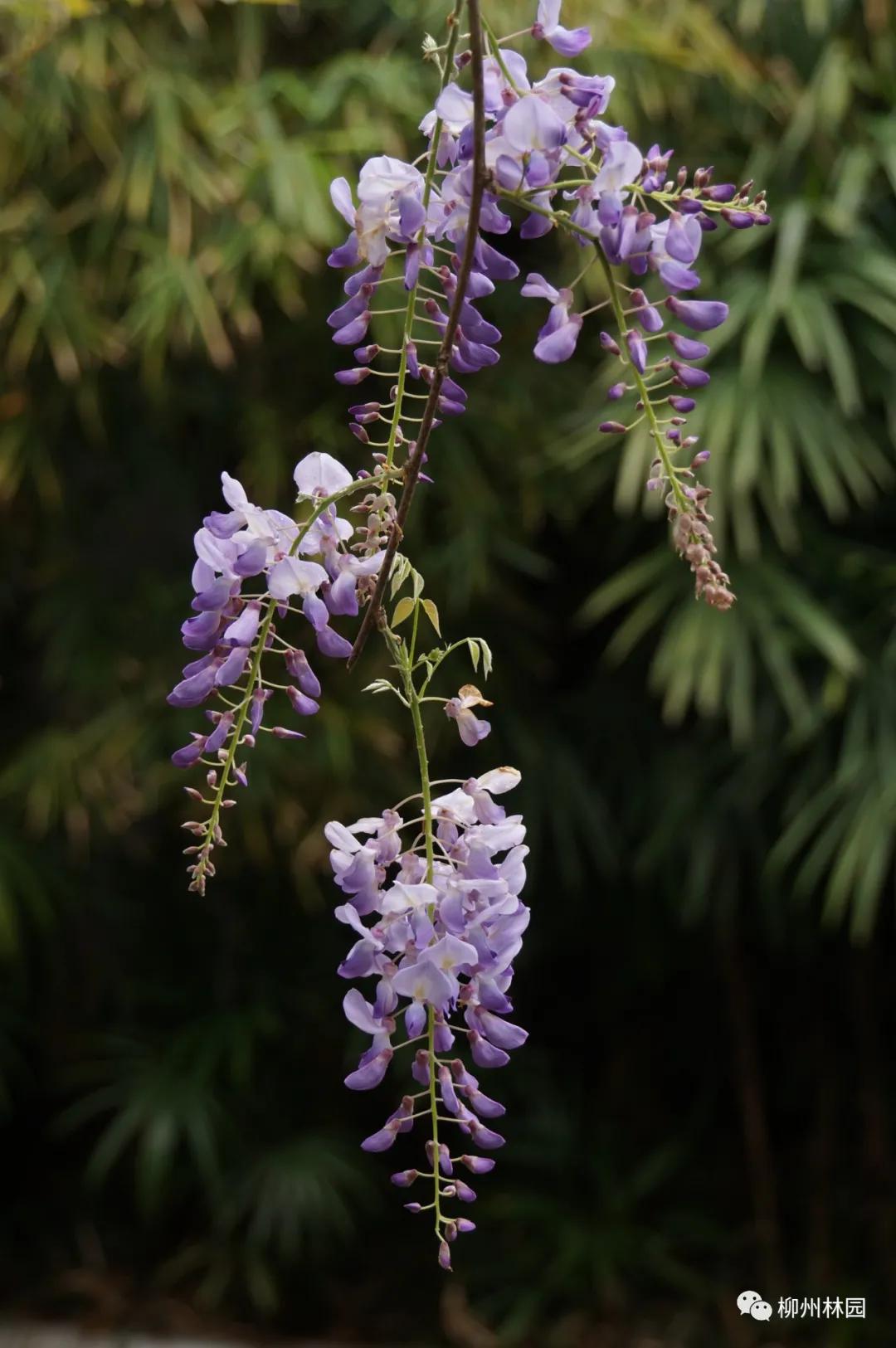 柳州柳侯公园有什么景物,柳州柳侯公园值得打卡