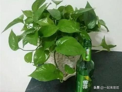 绿萝是个老酒鬼，一周喝一碗，新叶呼呼长，黄叶绿回来