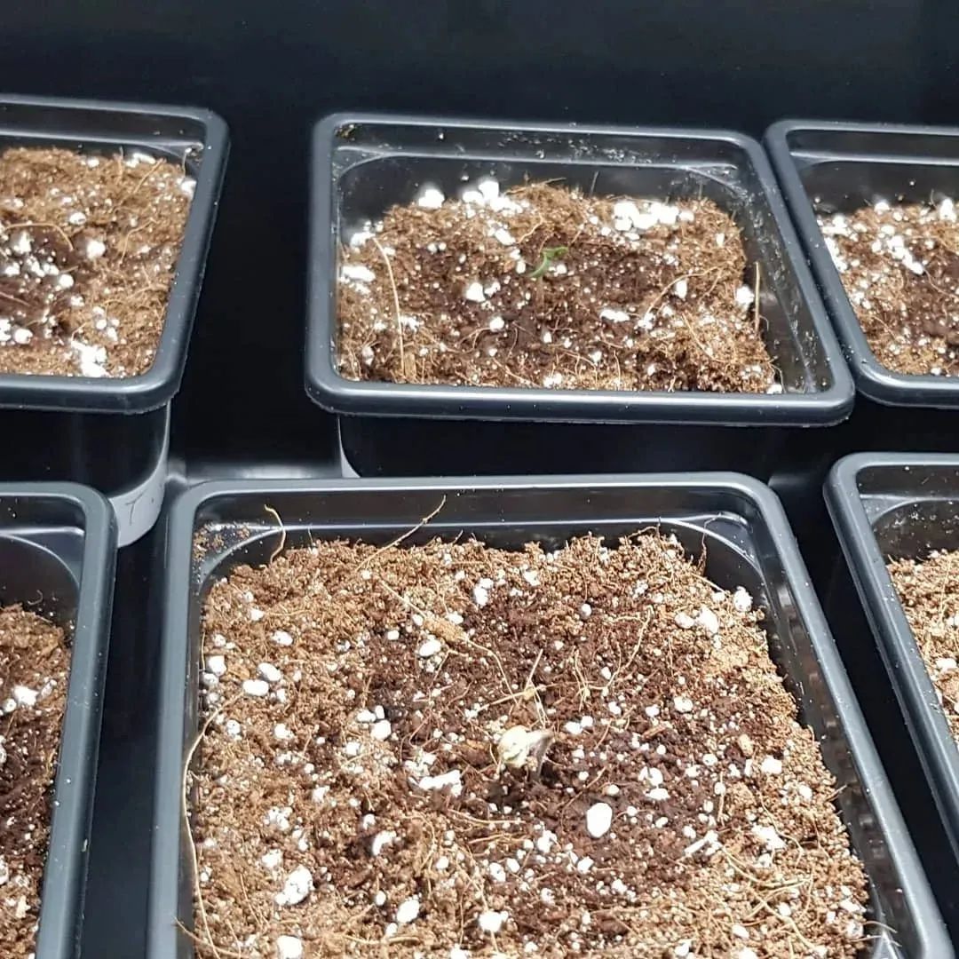 营养土养花专用植物土批发,砖土和营养土养花哪个好