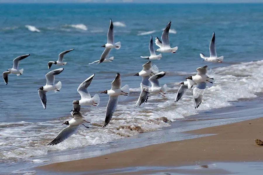 野外拍鸟用什么器材,拍鸟器材最佳配置