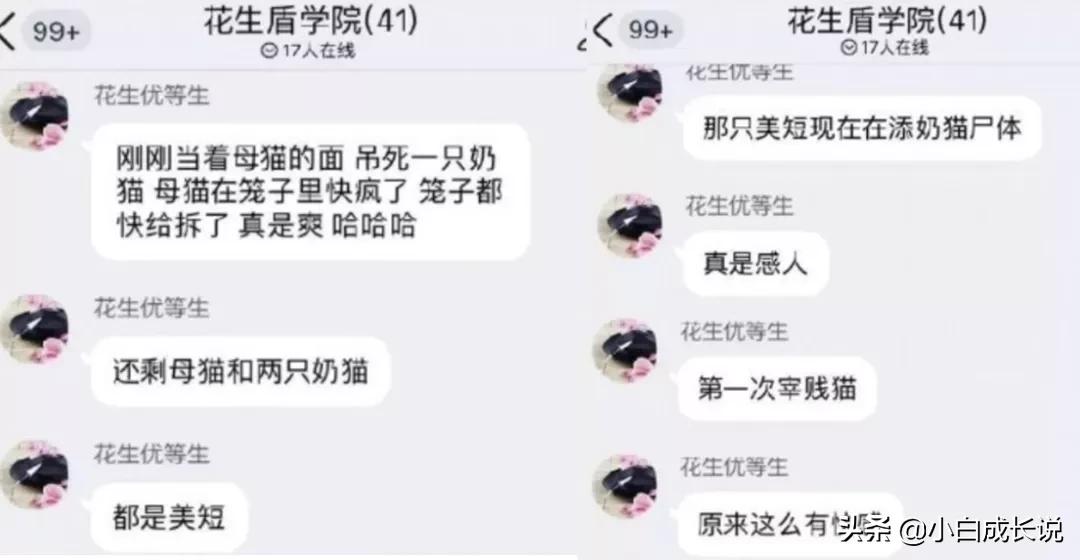 为什么虐猫会被批判,为什么现在虐猫都能上热搜