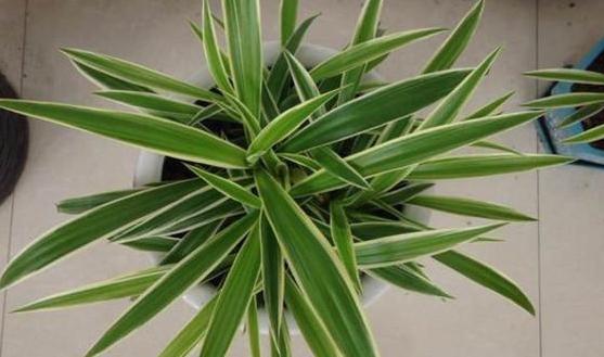 炎热夏季金边吊兰怎么养,金边吊兰盆栽怎样养护和注意事项