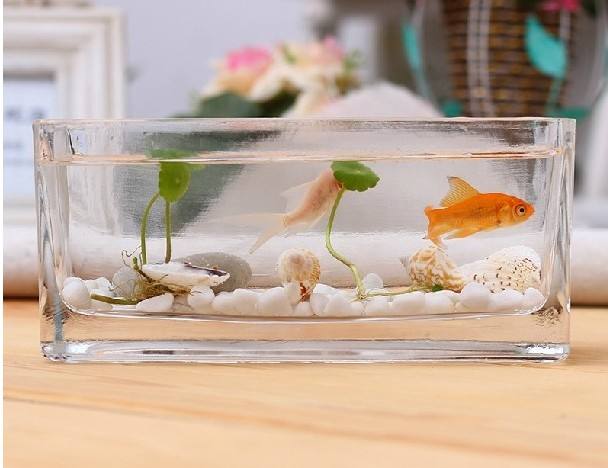 适合花鱼共养的水培植物,什么水培花卉可以和鱼一起养的