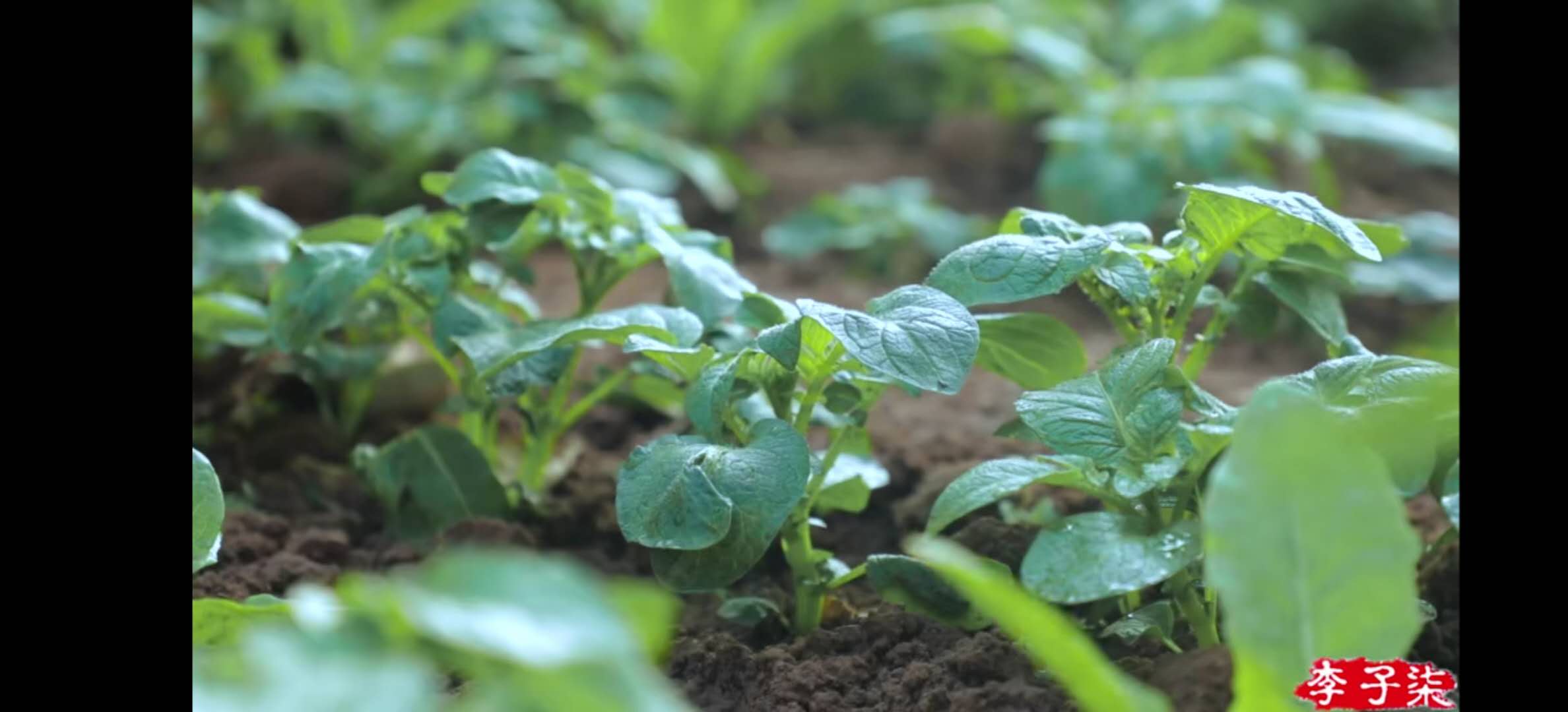 凭什么李子柒的土豆能上热搜？看了十遍视频后，我终于有了答案