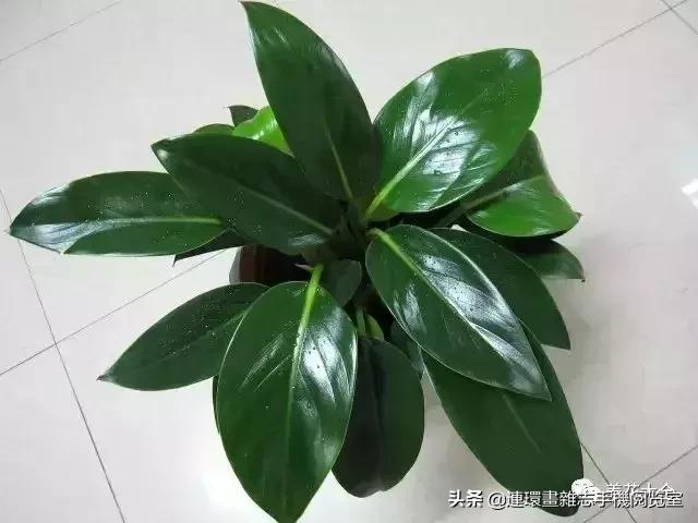 100种常见花卉植物图谱,100种花卉素描图谱