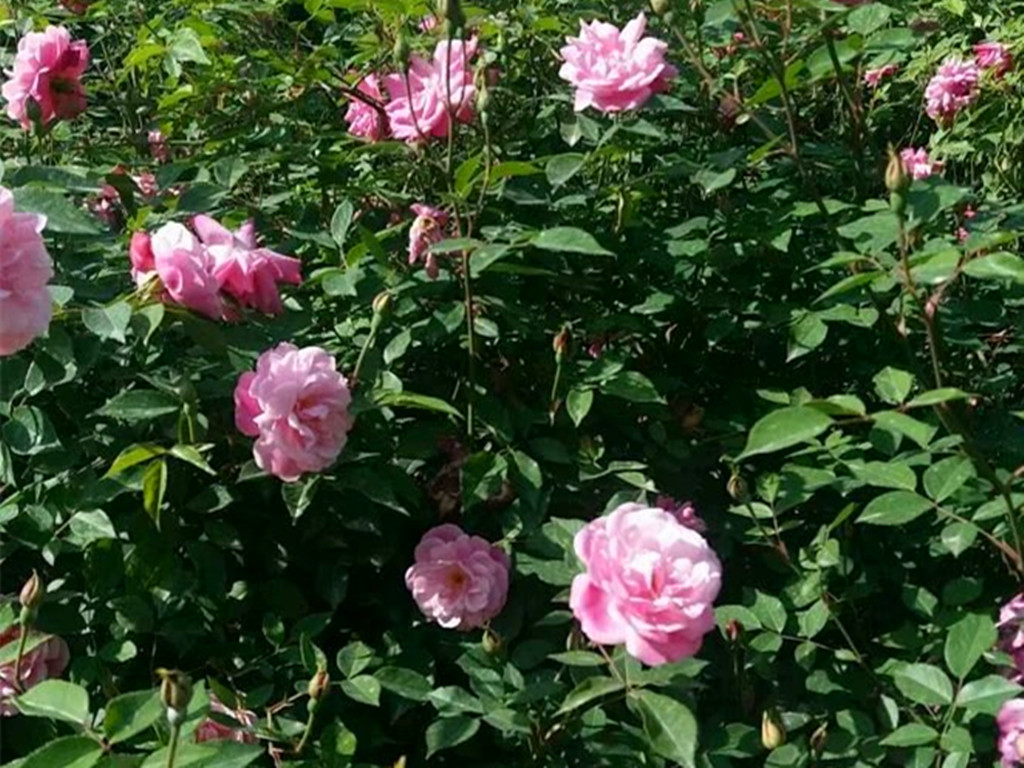 真正四季开花的月季花品种,四季开花月季十大品种