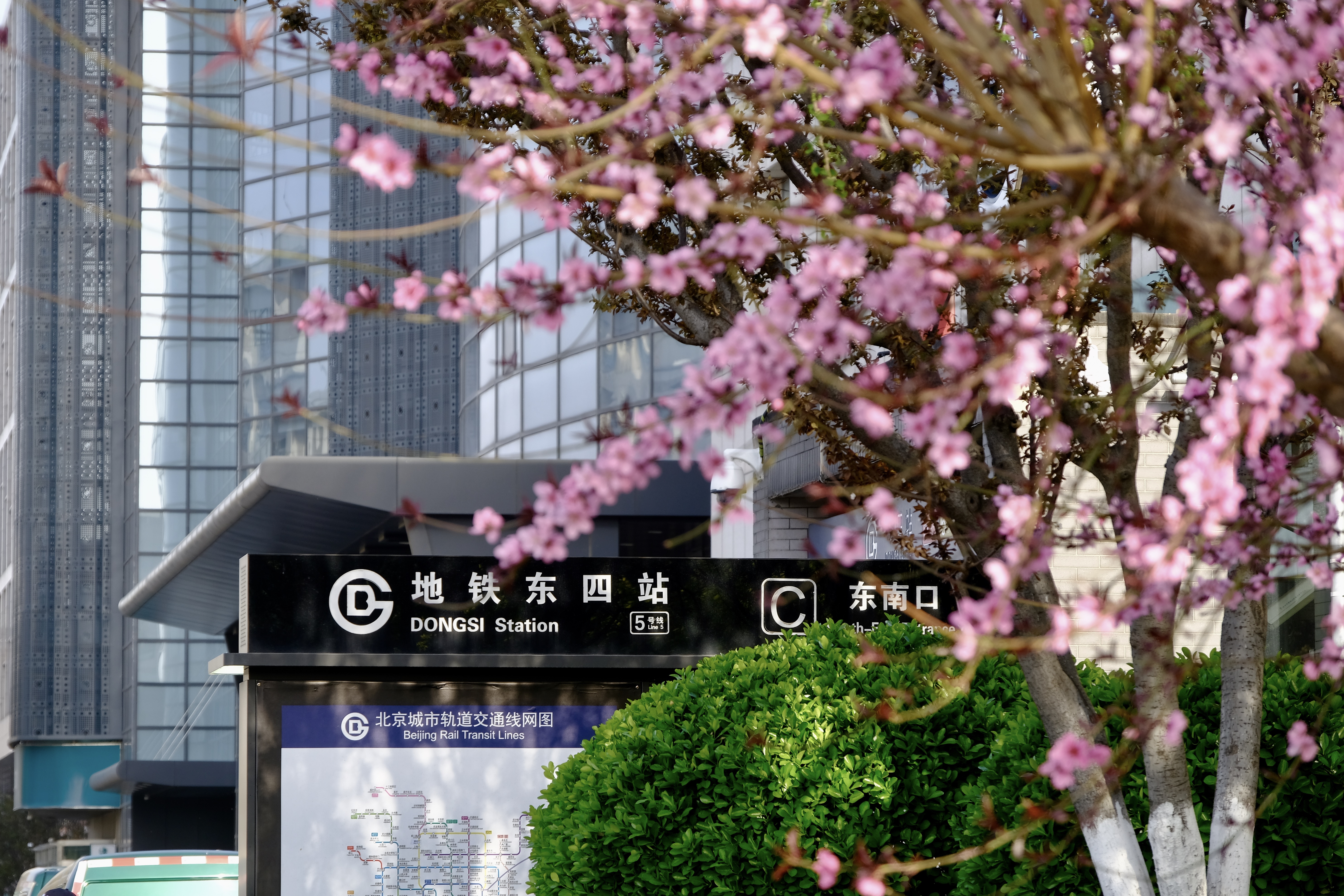 开往地铁上的春天,开往春天的地铁邂逅京城的花开