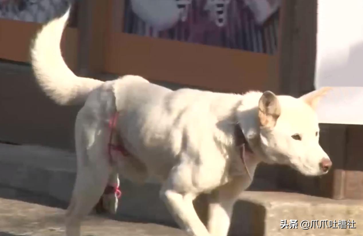 刚出生流浪小奶狗被虐待打断腿,救出长期被虐待流浪狗