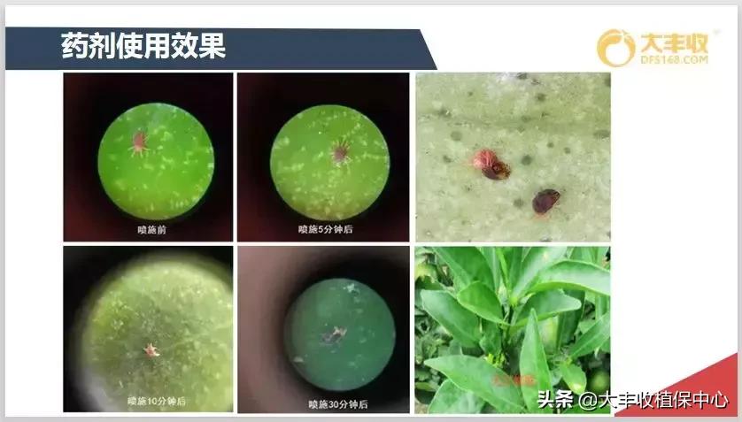 红蜘蛛锈壁虱大爆发该怎么用药,对红蜘蛛和锈壁虱有用的杀螨剂