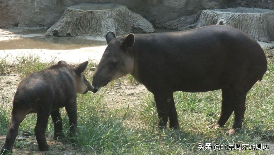 北京动物园和北京野生动物园区别,北京动物园和北京大兴野生动物园