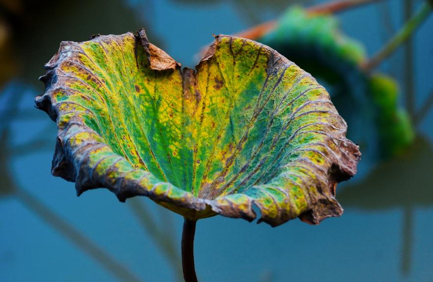 描写枯荷的诗词,关于枯荷诗句