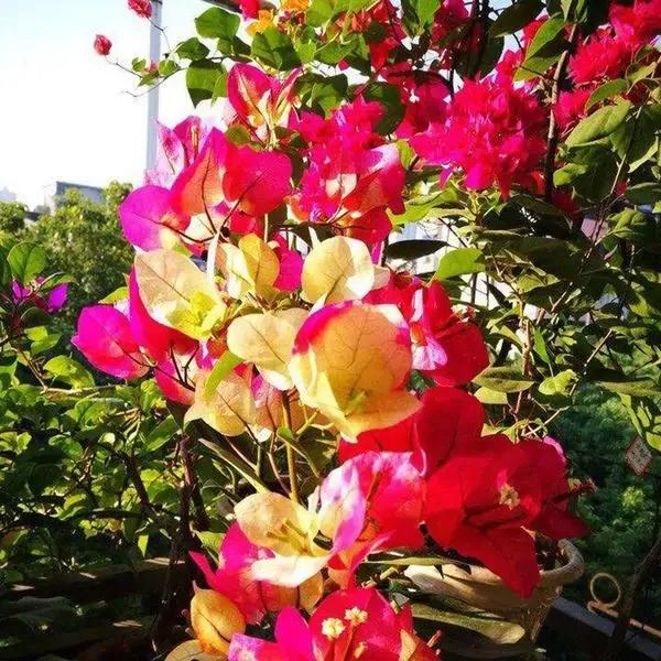 2021年大火的10个三角梅品种，图名并茂欢迎认领，看有无你喜欢的