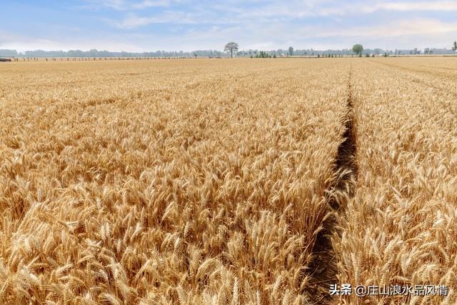 诗经五谷诗句,诗经中的五谷
