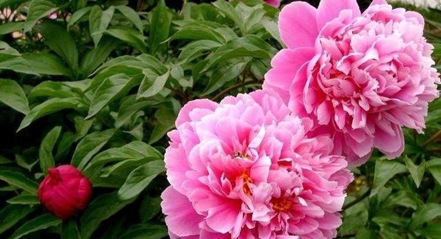 芍药花开季节花香四溢,芍药花开鸟语花香