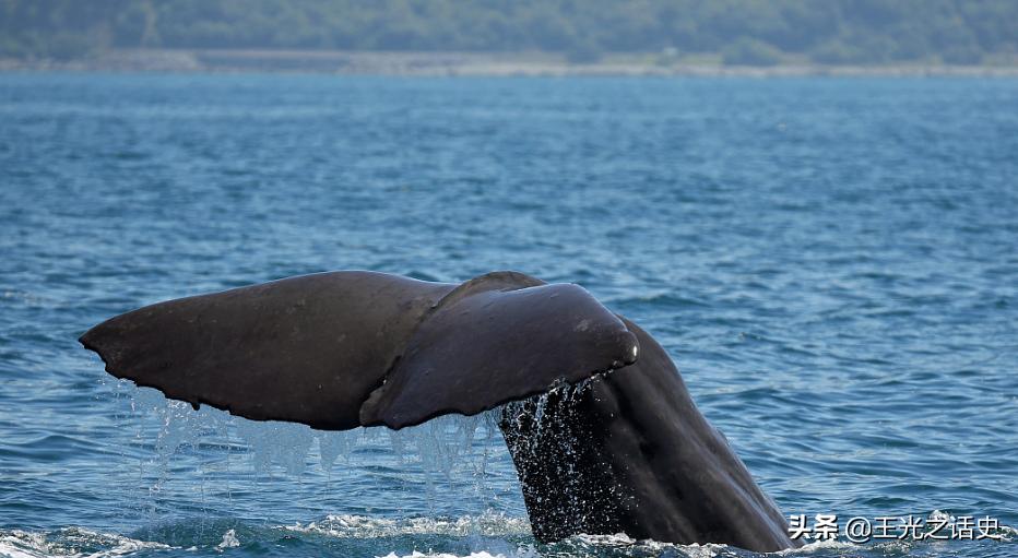 孤悬海外的新西兰，闷声发大财的最好代表