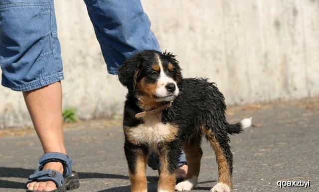 狗狗的肉球,狗狗身上的肉球是什么