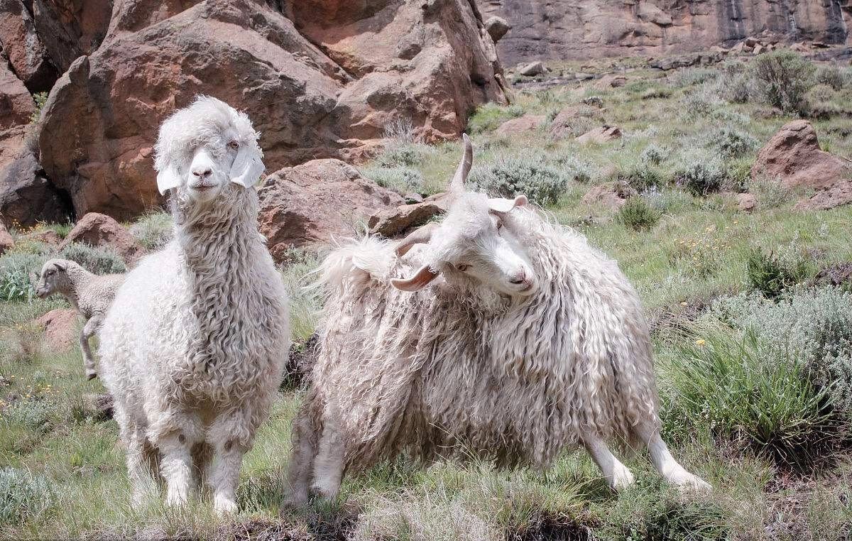 克什米尔羊毛跟羊绒的区别,100支高支羊毛和羊绒的区别