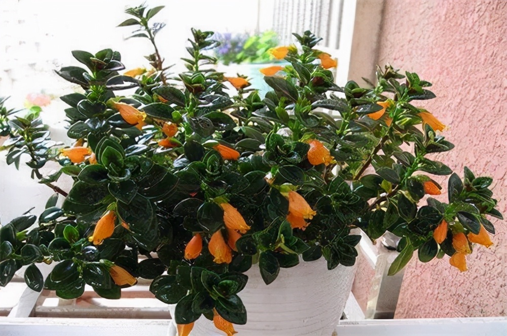 金鱼吊兰的花苞干瘪了是怎么回事,金鱼吊兰怎么养才会开花最快