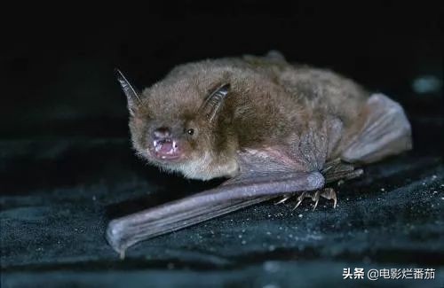 蝙蝠为什么是背锅侠,蝙蝠真实纪录片