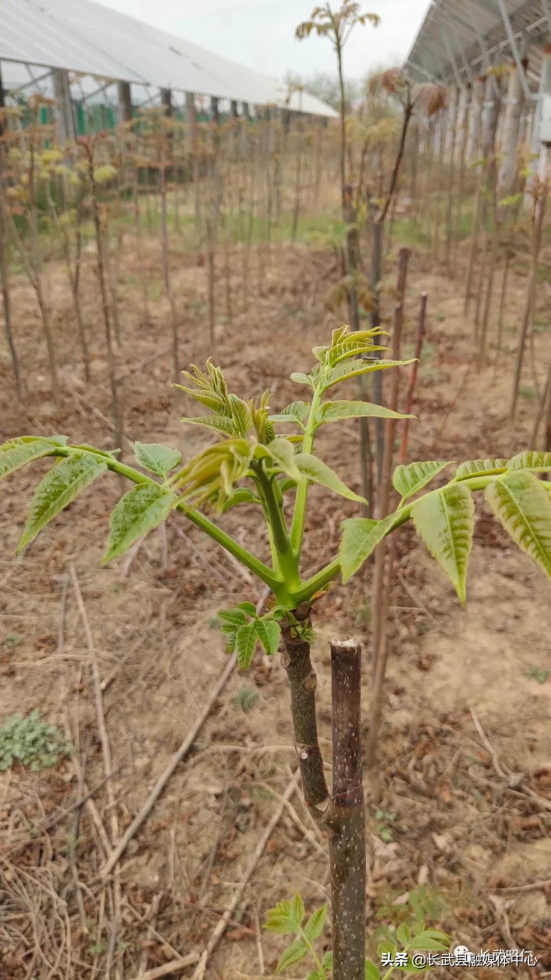 香椿炒鸡蛋的营养价值,冻过的香椿怎样炒鸡蛋