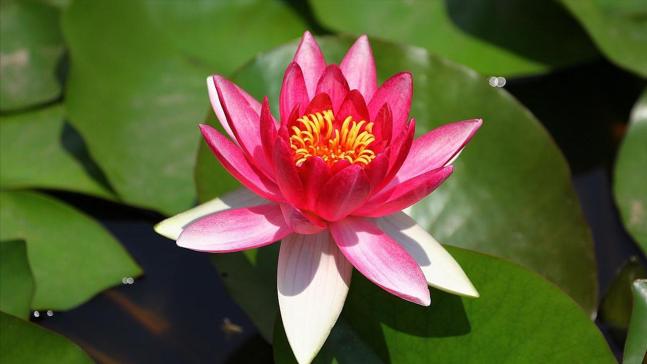 想搞定一个心爱的男人要怎么相处,如何搞定一个感情不随便的男人