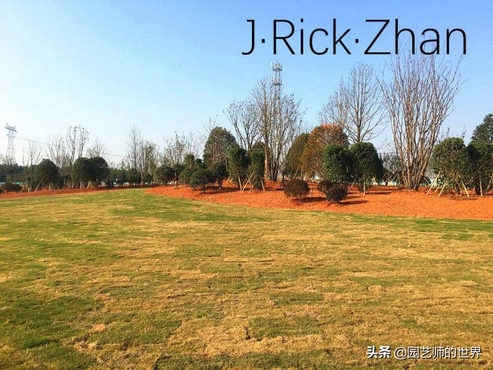 高尔夫果岭草坪家庭院子种植,麦冬草坪种植方法和注意事项