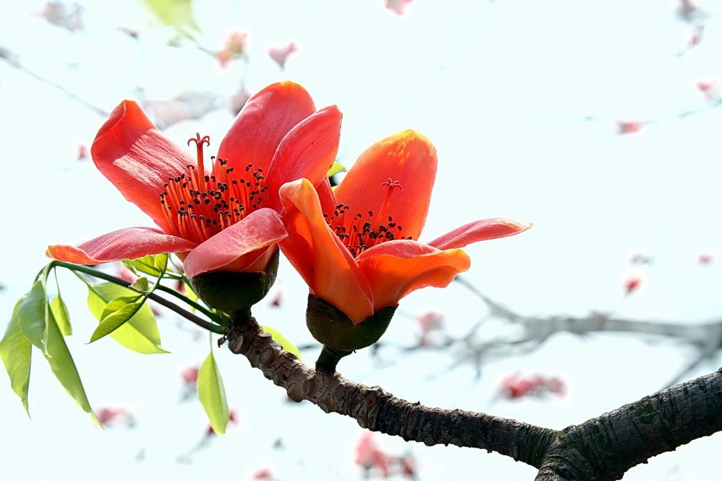 植物风水作用,植物风水大全讲解