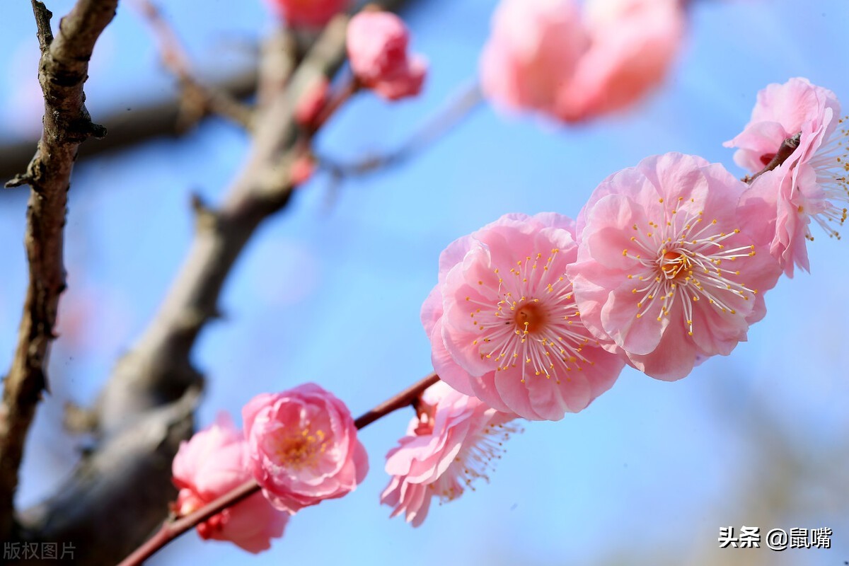 列子原文及译文朗读,列子杨朱篇译文