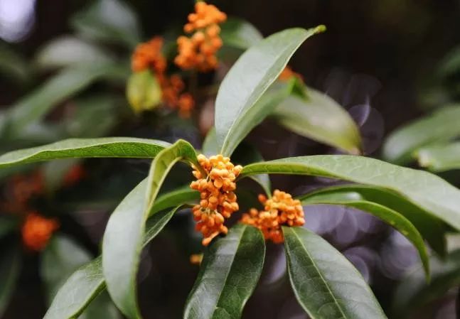 秋意渐浓桂花香气四溢,桂花已开秋意渐浓去哪儿赏桂