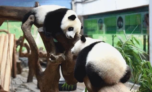 广州动物园对比下长隆野生动物园,广州长隆野生动物园必看项目介绍