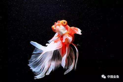 冬天养鱼注意事项和禁忌,冬季养鱼怎么让鱼安全越冬