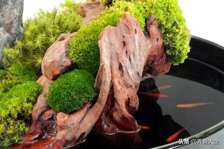 什么金鱼好养又好看,养哪种金鱼又好看又好养