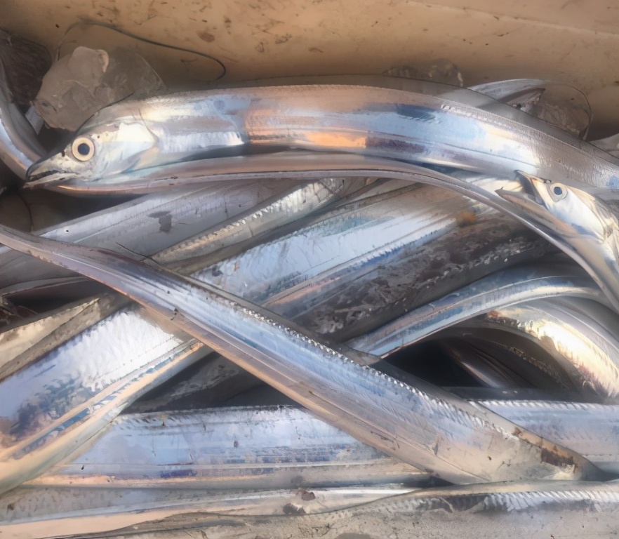 五种好吃又实惠的海水鱼,海水鱼什么鱼最好吃