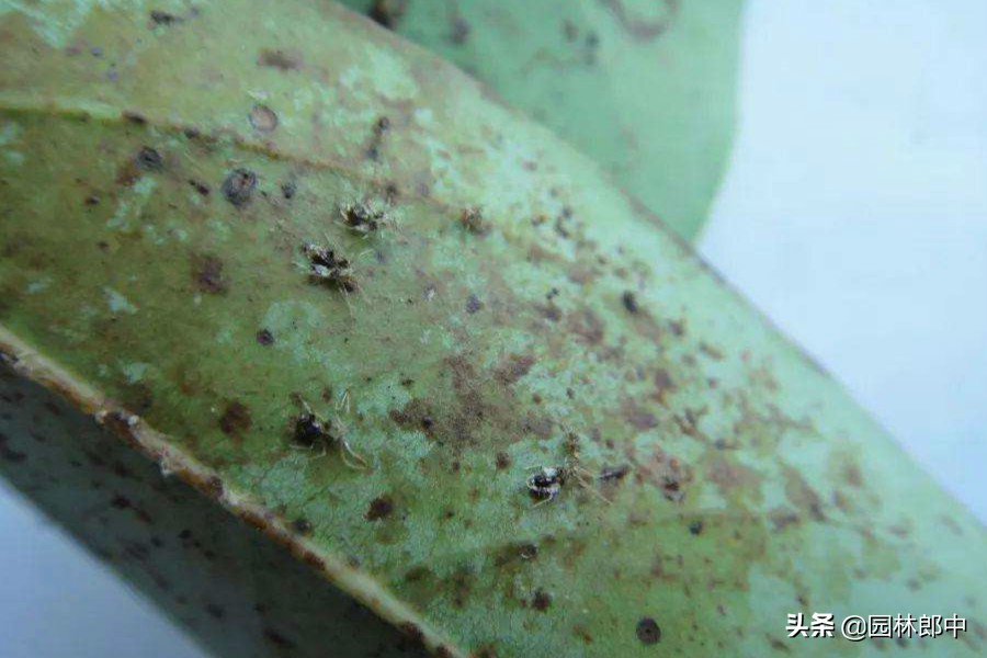 杜鹃叶面出现黑色绒毛,杜鹃常见的病害以及症状