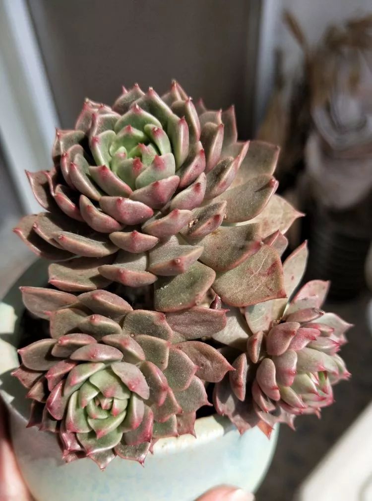 大四老学姐的寝室生活,养肉路上的真实感受