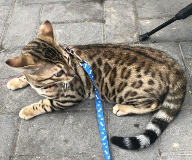 我想养只猫养什么猫好呢,养猫养什么猫好而且便宜