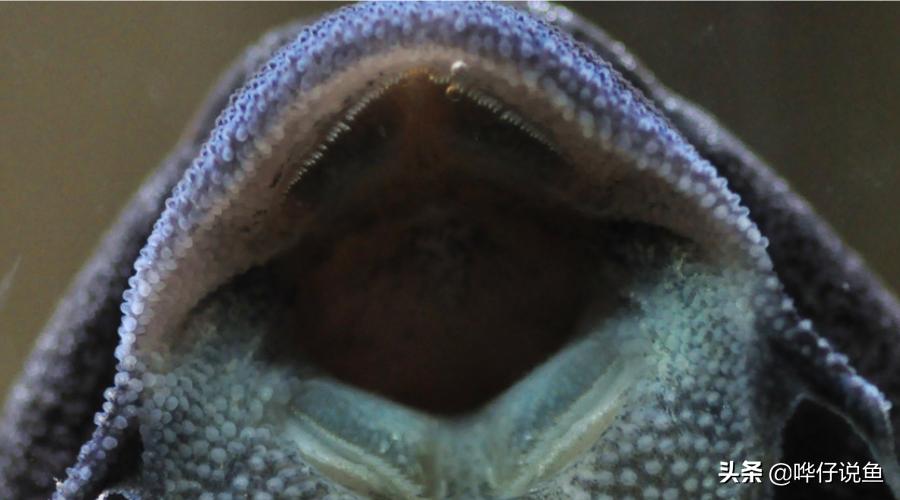 为什么人们厌恶清道夫,清道夫为什么这么遭人厌恶