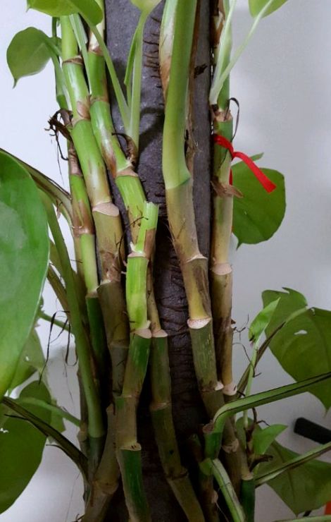 倒垃圾时捡一盆绿萝,被丢弃的一盆绿萝