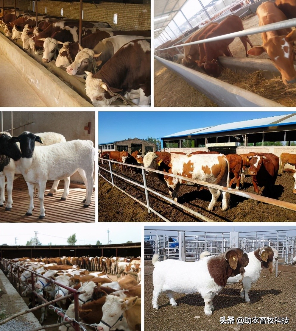 中药肉牛养殖技术,中草药治牛病的好处