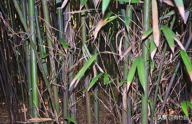 不可食无竹的竹子,宁可不吃肉也得吃竹子