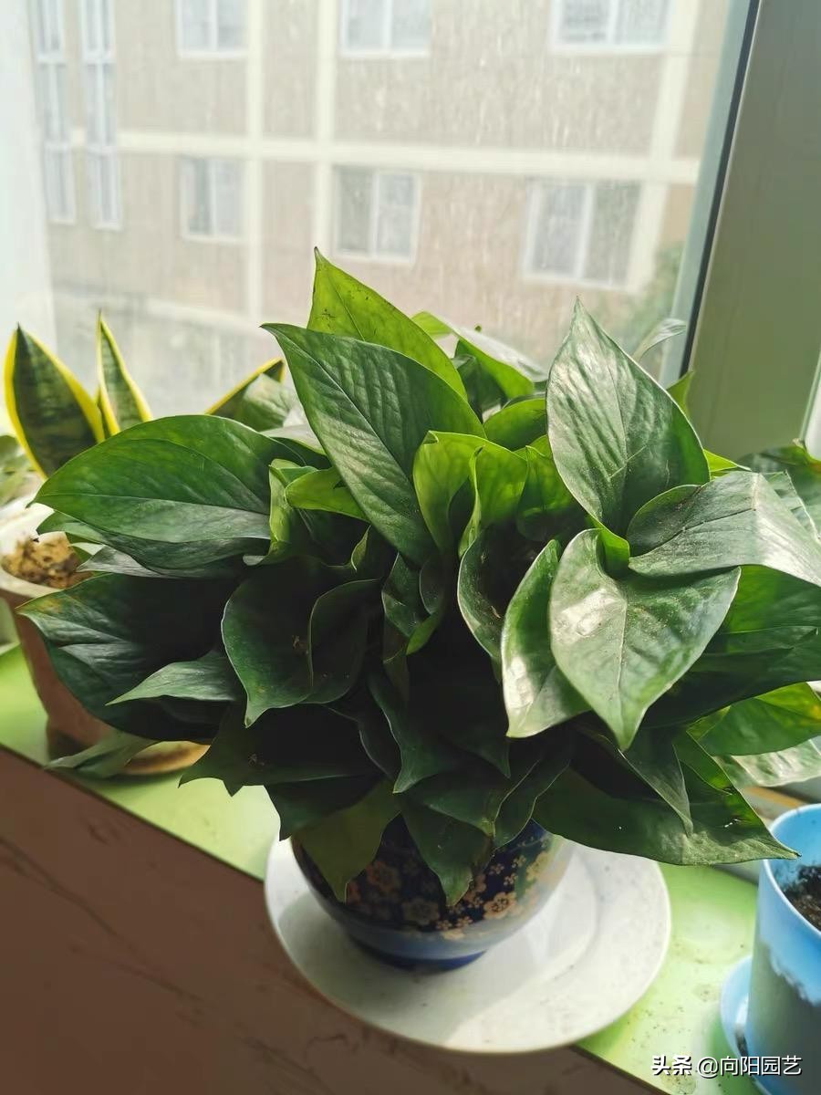 怎么把绿萝养得又粗又壮不长黄叶,绿萝用什么盆养才能长得旺盛