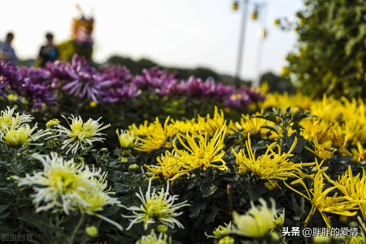 愿所有的后会有期都是别来无恙,愿所有后会有期都是别来无恙