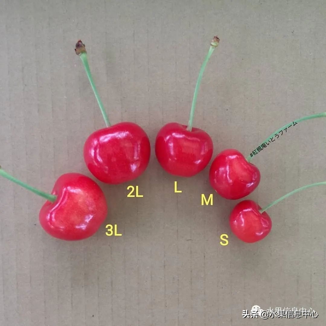 卖樱桃8块一斤十五块两斤的视频,一斤樱桃多少钱