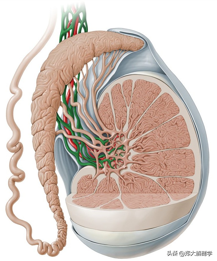 腹腔神经丛,腹腔神经丛分布图