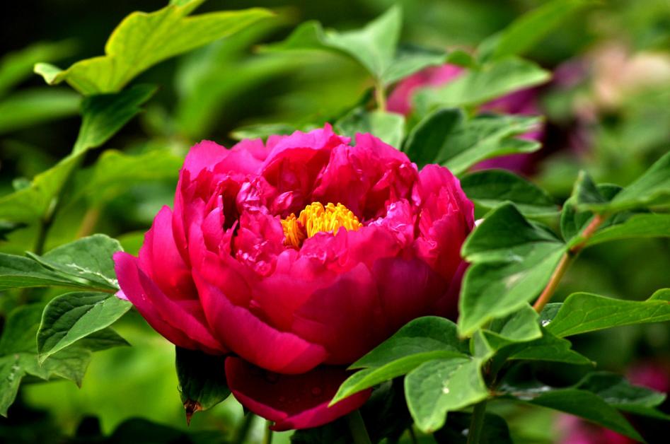 绿竹猗猗，有匪君子？为何古人喜爱用竹、松比喻人的高贵品格