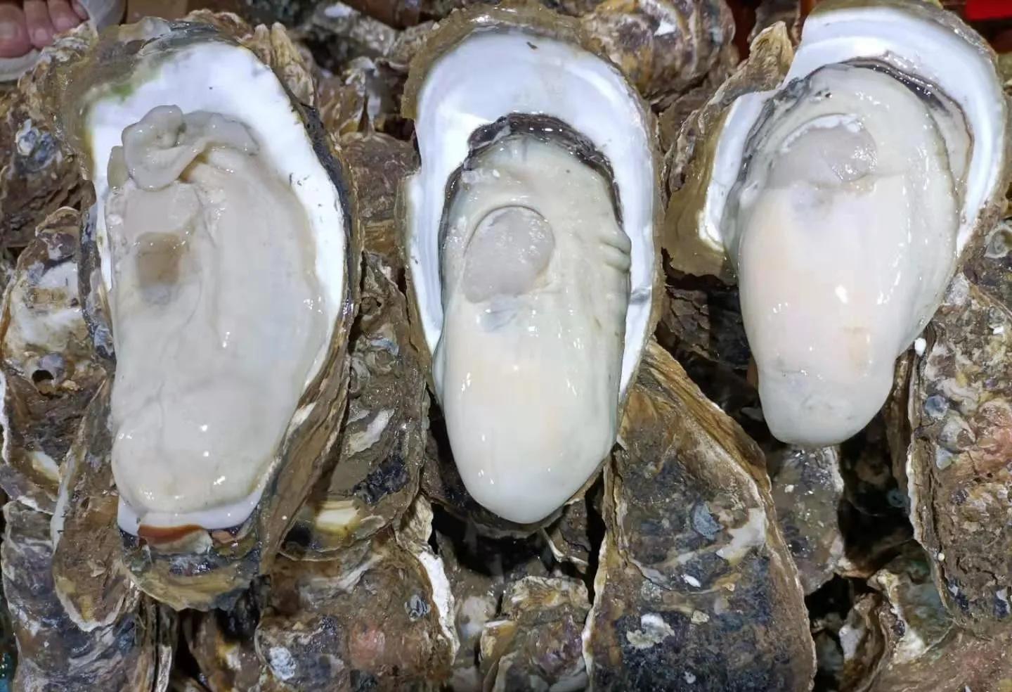 湛江霞山最新鲜的海鲜市场,湛江霞山海鲜批发市场海鲜干货