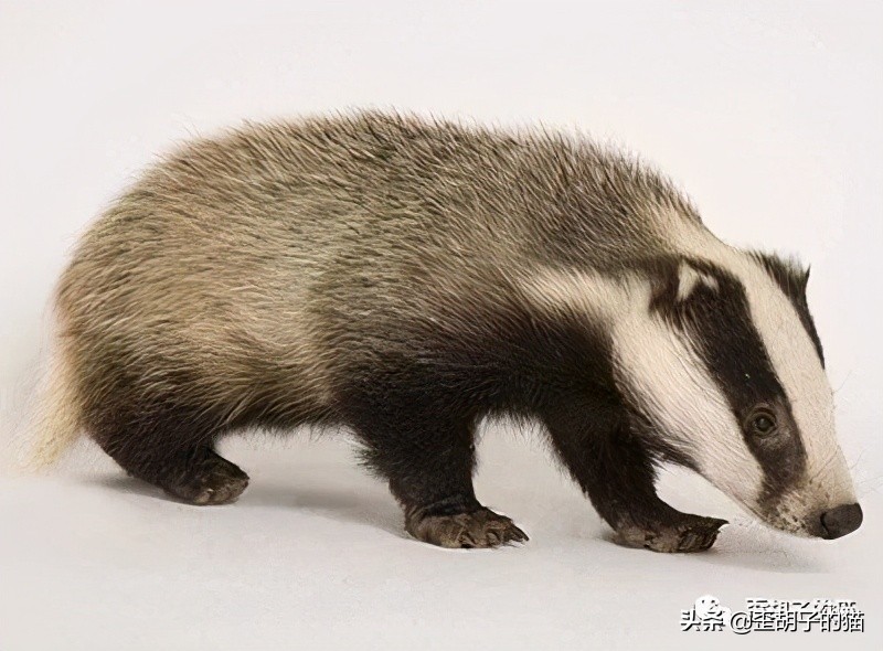 捏住老虎后颈就不敢动了,捏住老虎后颈肉会怎样