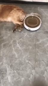 搞笑大哥爆笑图片,搞笑动图走一波