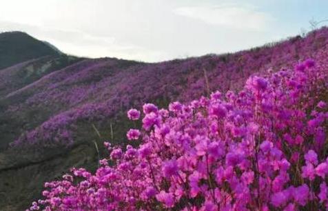 鞍山岫岩玉都,揭秘中国玉都岫岩6万吨玉石